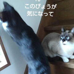 白黒猫/フォロー大歓迎/シャム いたずら紗夢
(2枚目)