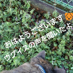わんこ同好会/春 おはようございます🐶
雪風が冷たいけど気…