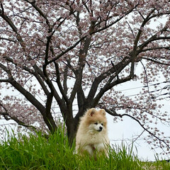 春/お花見/犬/犬のいる生活/わんこ同好会 こんにちは
またまた蘭子ちゃんの登場です…(2枚目)