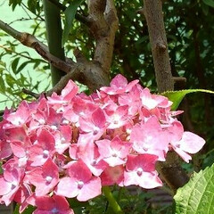 庭の花/雨季ウキフォト投稿キャンペーン/フォロー大歓迎 フェイジョアや紫陽花、百合が色鮮やかにな…(6枚目)