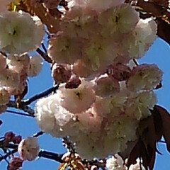 風景/八重桜 満開の八重桜さん
散る前にご紹介
うーく…(3枚目)