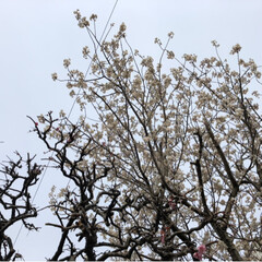 小さい春 ウォーキング中にみつけた桃の花(3枚目)