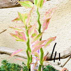 紅葉ピンク色/観葉植物 ギンリュウちゃんが紅葉して🍁
黄緑色から…(2枚目)