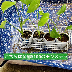 元気に成長/¥100/モンステラ/観葉植物 我が家のモンステラちゃん達🎶🎵

1枚目…(5枚目)