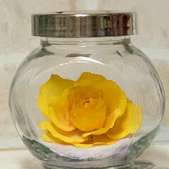 ハンドメイド/ドライフラワー/シリカゲル/薔薇/黄色 こちらは初めで咲いたひとつ目を
シリカゲ…(6枚目)