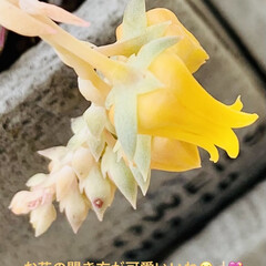 ヘラクレスのお花/ガーデニング ヘラクレスちゃん💖

めっちゃ可愛いく花…(5枚目)