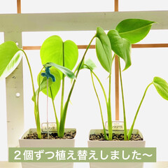 元気に成長/¥100/モンステラ/観葉植物 我が家のモンステラちゃん達🎶🎵

1枚目…(6枚目)