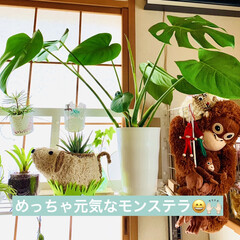 元気に成長/¥100/モンステラ/観葉植物 我が家のモンステラちゃん達🎶🎵

1枚目…(1枚目)