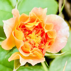 ガーデニング/ガーデン/ピンクが白になった/プリンセスオブインフィニティ/ピュアポエトリー/薔薇が咲いたよ 今年の5月に薔薇祭で購入した
ピュアポエ…(1枚目)