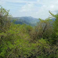 散策/新緑 新t緑の若葉がキモチイイ～

鈴鹿の山で…(3枚目)