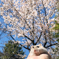 花見/桜/空月/ハムスター/春/花/... 桜満開🌸
くぅちゃんと一緒に家の周りに咲…(4枚目)