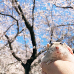 花見/桜/空月/ハムスター/春/花/... 桜満開🌸
くぅちゃんと一緒に家の周りに咲…(3枚目)