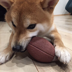 ペット/犬 最近のお気に入りのラグビーボール。
トラ…(1枚目)