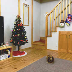 おうち/2018/ペット/犬/クリスマスツリー/住まい/... 自宅のクリスマスデコレーションの一部。子…(1枚目)