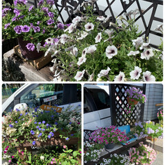 副反応/感染予防/感染拡大/コロナワクチン4回目接種/庭のお花 庭のお花達💕
まだまだ元気に咲いてます👍…