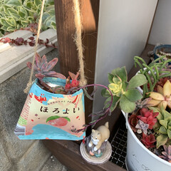多肉植物寄せ植え/寒さ対策/多肉棚/多肉植物/リメバック/ほろよいリメバック ほろよいリメバック💕
前に作ったリメバッ…