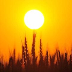 黄昏時に撮影 麦畑と夕陽をコラボ(1枚目)