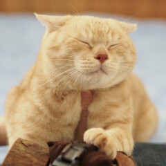 茶トラ/保護猫/耳が聞こえない猫/ペット/ペット仲間募集/猫/... 福ちゃんの笑える顔です(≧ω≦。)プププ(1枚目)