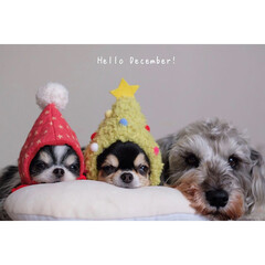 フォロー大歓迎/ペット/犬/わんこ同好会/クリスマスツリー/クリスマス 12月スタートですね。
我が家の可愛い三…(1枚目)