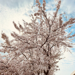 「やっぱり桜は、心が和みますね🌸」(4枚目)