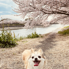 「やっぱり桜は、心が和みますね🌸」(2枚目)
