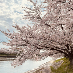 「やっぱり桜は、心が和みますね🌸」(3枚目)