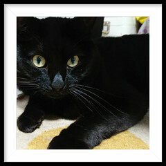 「黒猫の写真は難しいよ〜。
鼻から下が見え…」(1枚目)