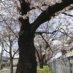 今年の桜/桜並木 おはようございます☀
自宅近くの桜並木 …