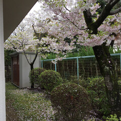 桜並木/暮らし 🏠自宅から歩いて1〜2分の所の桜並木です…(4枚目)