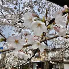 桜並木/暮らし 🏠自宅から歩いて1〜2分の所の桜並木です…(3枚目)
