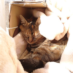 お昼寝/ぬくぬく/ペットドア/野良猫/猫 屋根裏に住み着いた野良猫さん。

ベラン…(3枚目)