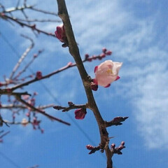 春/開花/花/梅/庭/フォロー大歓迎/... 梅の花💠我が家もやっと5輪以上咲いたので…(2枚目)