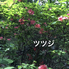 ツツジ/オオデマリ/シャガ/牡丹/花 美しい😍
時間を忘れた〜😊

お花の検索…(5枚目)