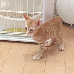 ミント/ペット/猫 ミントが家に来て初めて撮った写真です！
(1枚目)