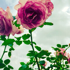 写真/花/バラ/薔薇 バラ園。
バラだいすき。美しい。家の庭薔…(3枚目)