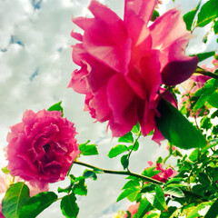 写真/花/バラ/薔薇 バラ園。
バラだいすき。美しい。家の庭薔…(1枚目)