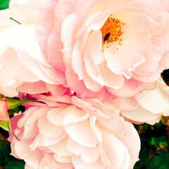写真/花/バラ/薔薇 バラ園。
バラだいすき。美しい。家の庭薔…(4枚目)