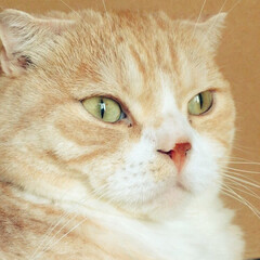 スコティッシュフォールド/ソラたん/ペット/猫 スコティッシュのオス3歳、ソラ。(8枚目)