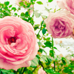 写真/花/バラ/薔薇 バラ園。
バラだいすき。美しい。家の庭薔…(2枚目)