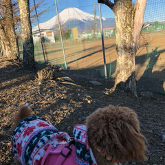 おでかけワンショット 山中湖楽しかったね。
富士山を眺めながら…(1枚目)