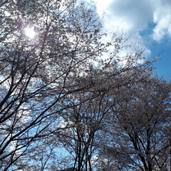 春の一枚 旦那とドライブ中、山あいの桜を見つけて、…(1枚目)