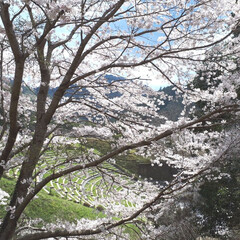 春の一枚 旦那とドライブ中、山あいの桜を見つけて、…(2枚目)