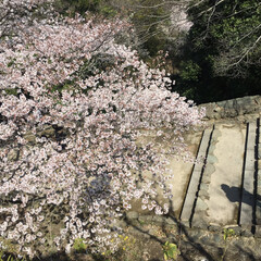 春の一枚 和歌山城🏯の桜、ずいぶん咲いてきてます🌸(1枚目)
