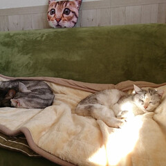 猫/にゃんこ同好会 珍しく３ニャン全員が電気毛布の上に寝てた😲(1枚目)