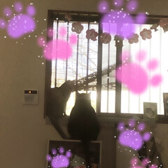 癒しの時間/保護猫/愛猫 外から 何やら 音がwww
ニャルソック…