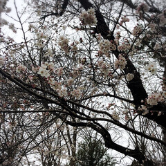 桜 近くの公園の桜が咲いてました🌸

寒いけ…(1枚目)