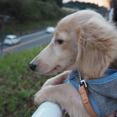 犬のいる暮らし/ミニチュアダックス/ペット/おでかけ 視線の先は成田空港
夕日にたそがれる犬。(1枚目)