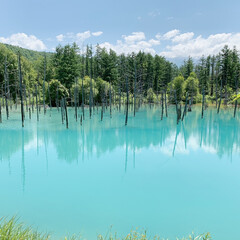 「去年の夏に訪れた青い池
やっぱり神秘的で…」(1枚目)