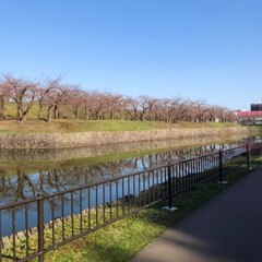 春のフォト投稿キャンペーン/至福のひととき/LIMIAごはんクラブ/おでかけ/風景/平成最後の一枚 早起きしてお散歩に出かけました。
桜の木…(1枚目)