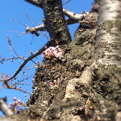 春のフォト投稿キャンペーン/至福のひととき/LIMIAごはんクラブ/おでかけ/風景/平成最後の一枚 早起きしてお散歩に出かけました。
桜の木…(3枚目)